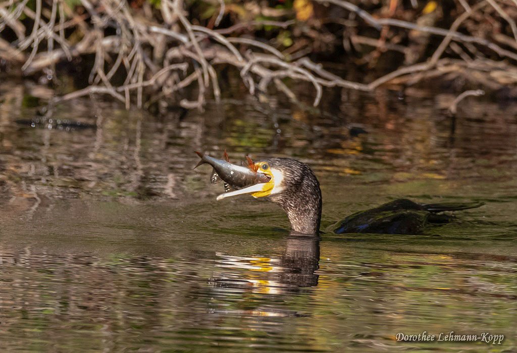 Kormoran
