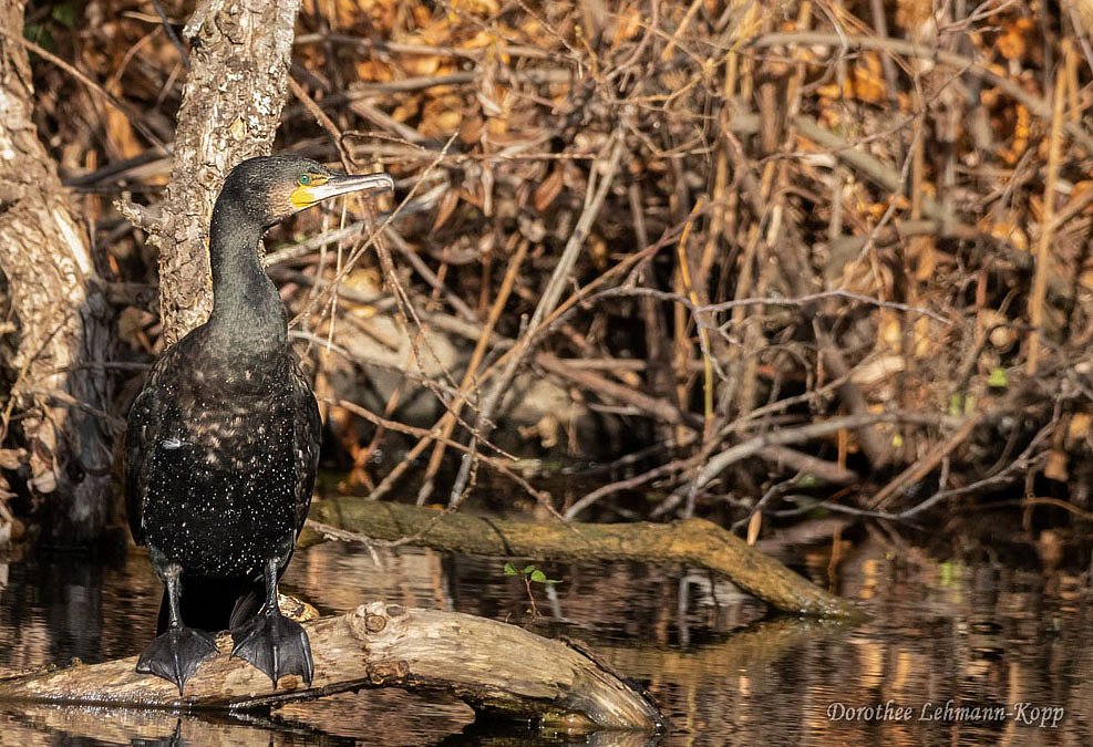 Kormoran