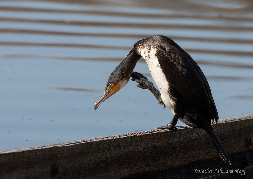 Kormoran