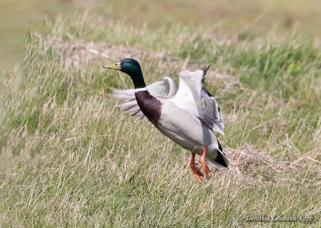 Stockente