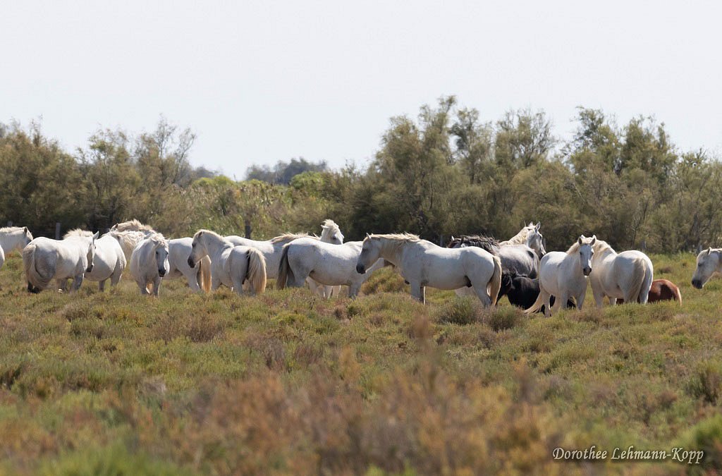 Camarguepferde