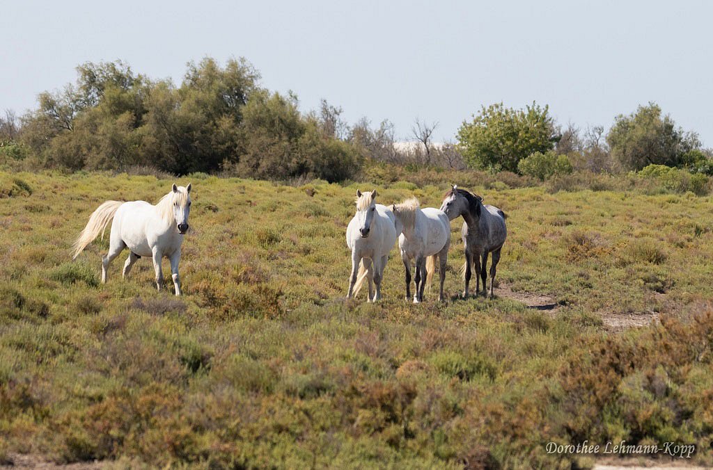 Camarguepferde