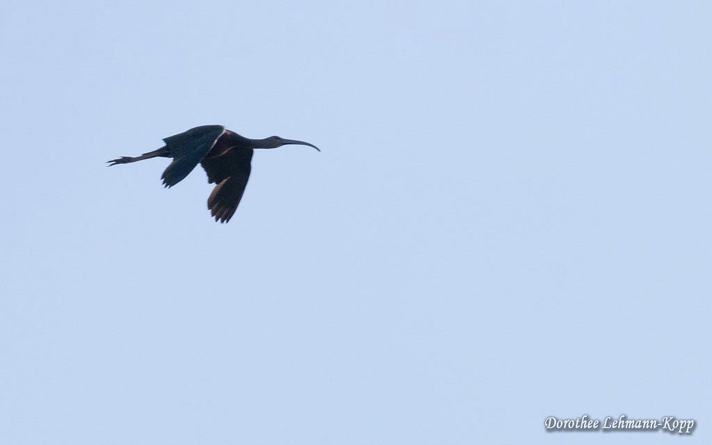 Brauner Sichler (Ibis), Belegbild