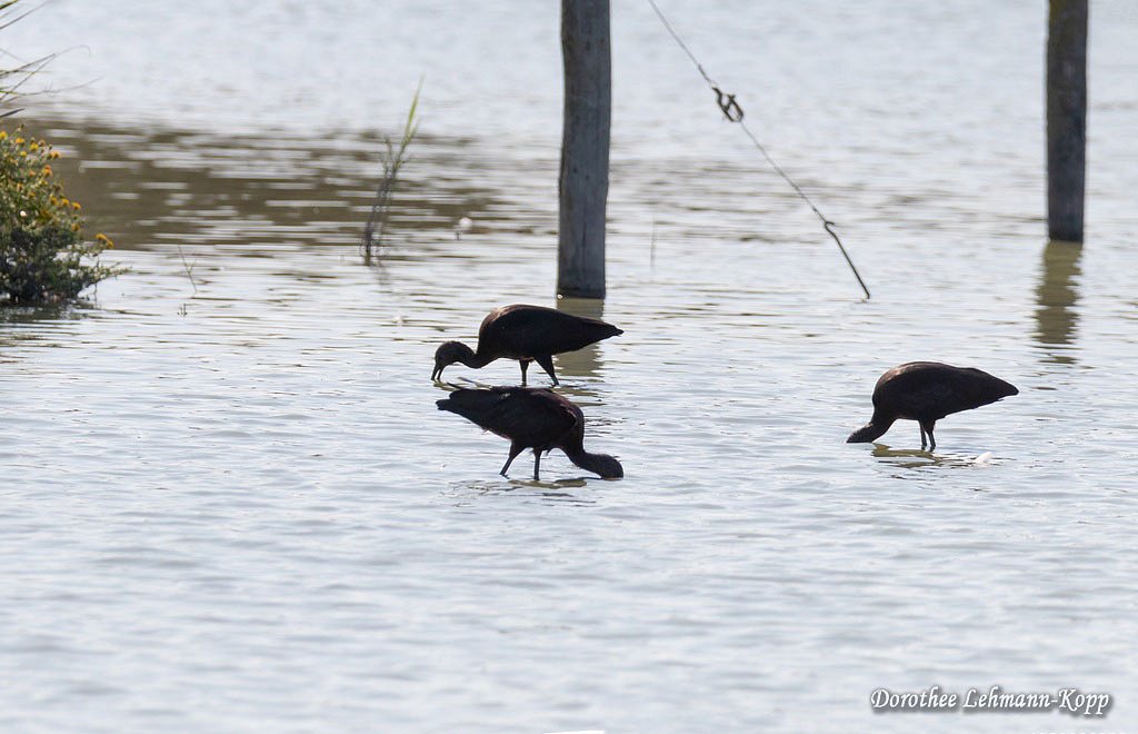 Brauner Sichler (Ibis), Belegbild