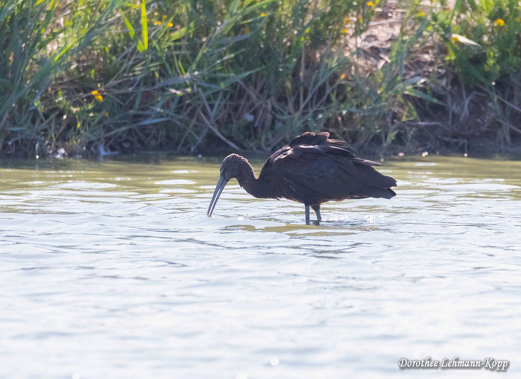 Brauner Sichler (Ibis)