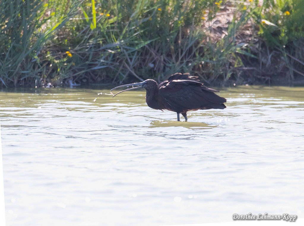 Brauner Sichler (Ibis), Belegbild